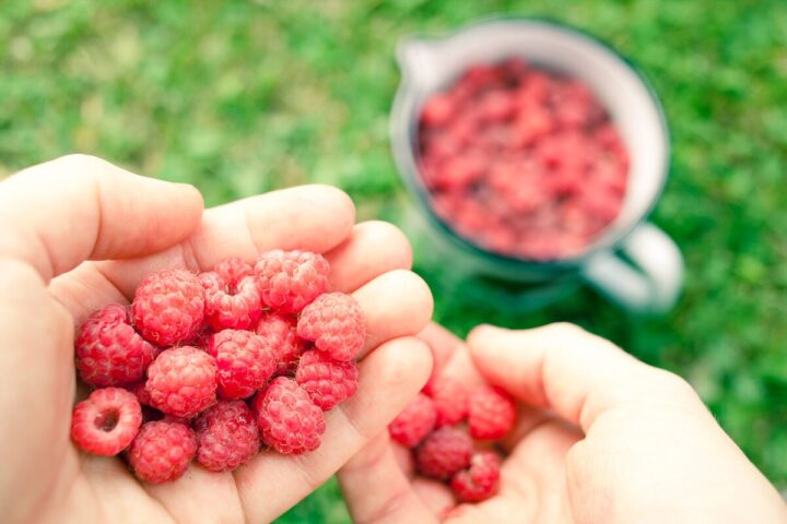 Raspberries